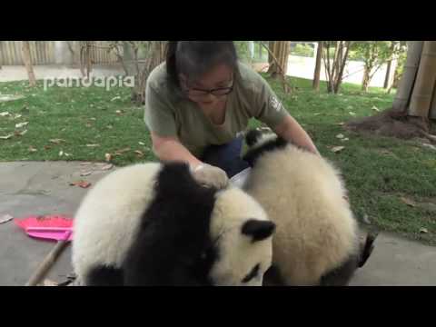 Youtube: Cute！What did panda do when zookeeper cleaning the leaves