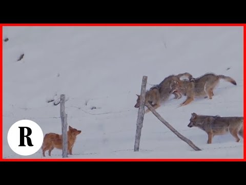 Youtube: Abruzzo, la scaltrezza del cane: sfugge all'attacco di tre lupi