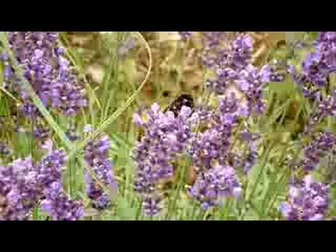 Youtube: Bumble Bee on Lavender [FX5,makro,HD] | Hummel auf Lavendel