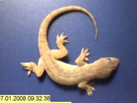 Youtube: Time lapse - whole gecko eaten by ants in just a few hours!