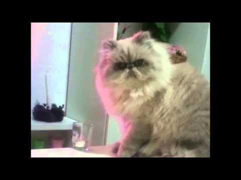 Youtube: Thug Cat knocks glass off table