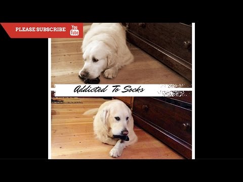 Youtube: Golden Retriever Really Wants Socks