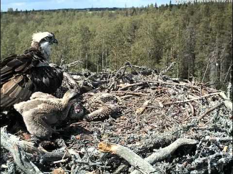 Youtube: ESTLAT Osprey Nest - What has happened with the lense? 10.07.2012. 14:32