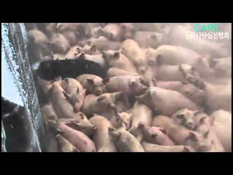 Youtube: Südkorea begräbt 3 Millionen Schweine lebendig
