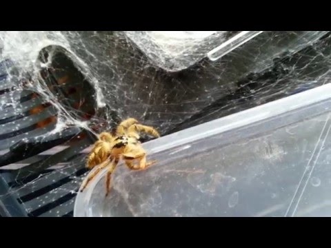 Youtube: Pet Jumping Spider - Fluff catches her dinner!