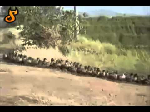 Youtube: Ducks Conquer the World!