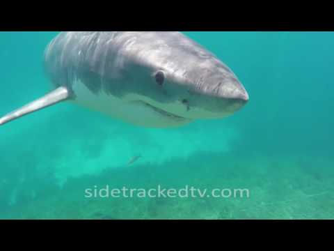 Youtube: Filming a Great White Shark For First Time, No Cage, Armed With a Snorkel and GoPro