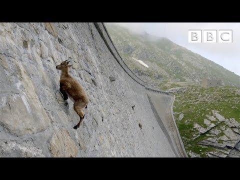 Youtube: The incredible ibex defies gravity and climbs a dam | Forces of Nature with Brian Cox - BBC