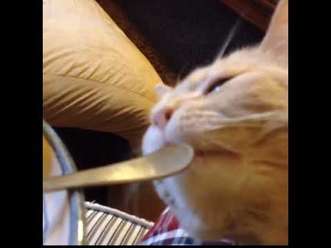 Youtube: Cat Bites Fork, Fork Hits Cat