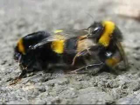 Youtube: Amorous Bumble Bees 1