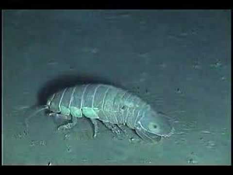 Youtube: Deep Sea Isopods