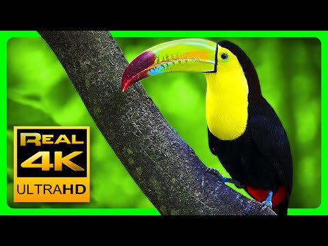 Youtube: Breathtaking Colors of Nature in 4K III 🐦Beautiful Nature - Sleep Relax Music 4K UHD TV Screensaver