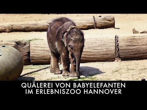 Youtube: Quälerei von Babyelefanten im Erlebniszoo Hannover / PETA