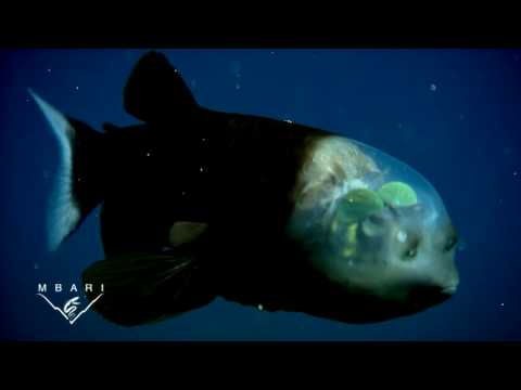 Youtube: Macropinna microstoma: A deep-sea fish with a transparent head and tubular eyes
