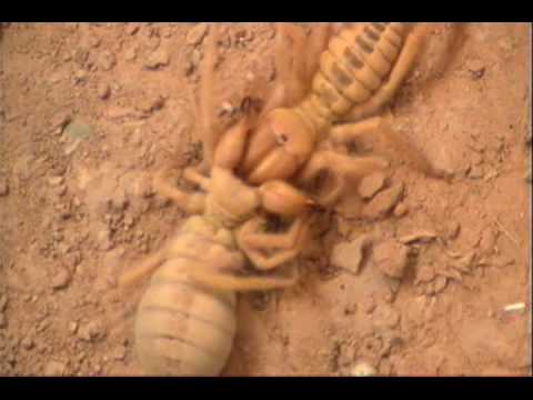 Youtube: camel spider fight