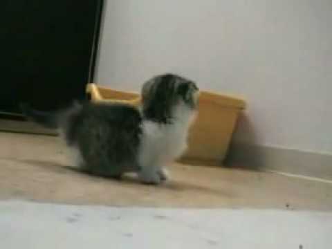Youtube: Niedlichste Katze der Welt!