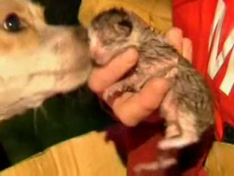 Youtube: Hund rettet Katze Dog saves newborn kitten amazing animal!!