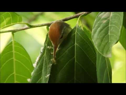 Youtube: BEST OF INTERNET: Bizarre Bird Sewing On Tree Leaves!