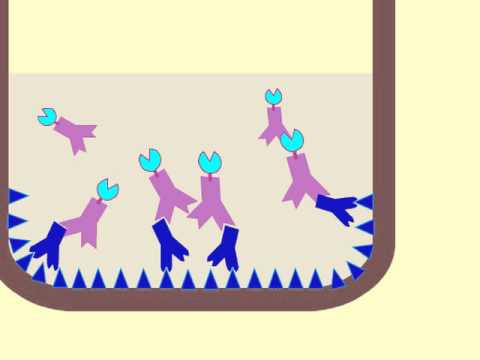 Youtube: Enzyme-Linked Immunosorbent Assay (ELISA) - Multi-Lingual Captions