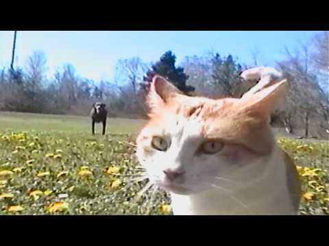 Youtube: dandelions forever