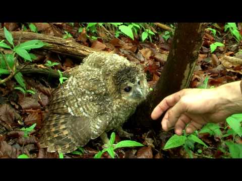 Youtube: Junger Waldkauz - young Tawny Owl - Strix aluco