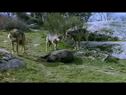 Youtube: Der Berg der Wölfe