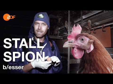 Youtube: Einsatz Ei: Die Wahrheit über billige Bio-Eier | Achtung, Essen!