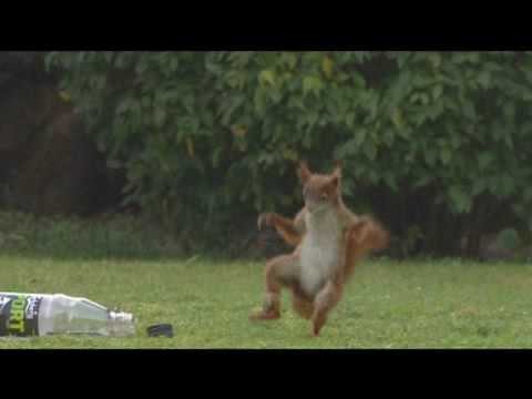 Youtube: Squirrel playing football