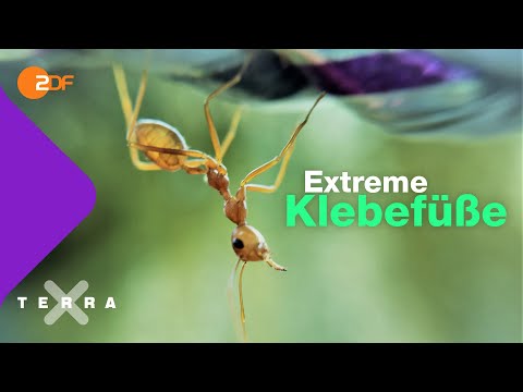 Youtube: Warum Ameisenfüße haften aber nicht festkleben | Terra X plus