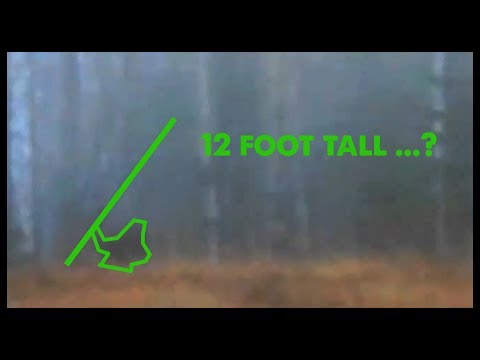 Youtube: Bigfoot Throwing a Tree - NEW FOOTAGE!!! (ThinkerThunker)