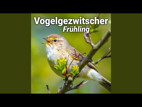 Youtube: Vogelgezwitscher Frühling