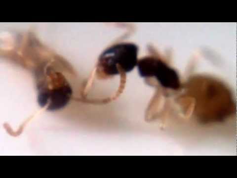 Youtube: Formiga Fantasma (Tapinoma melanocephalum)