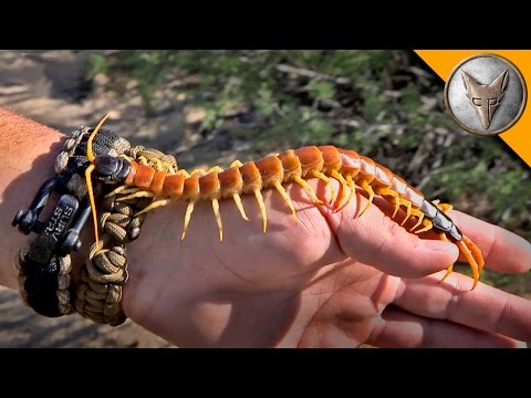 Youtube: Holding a HUGE Centipede!