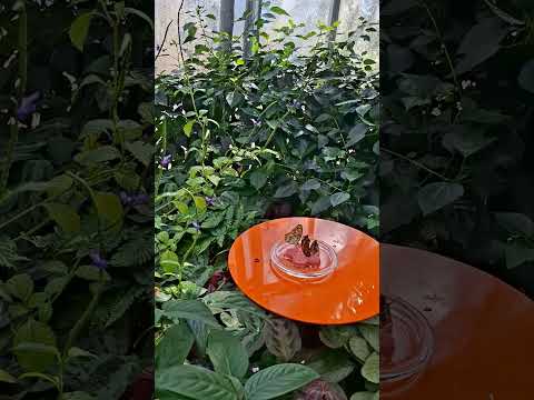 Youtube: Im Schmetterlingshaus 1