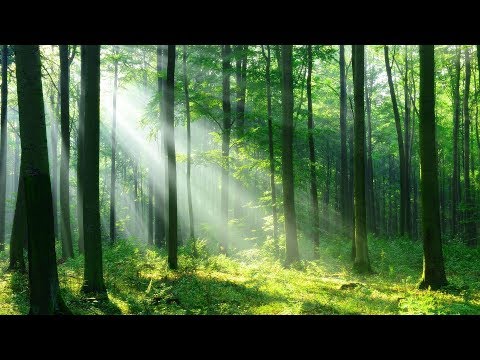 Youtube: 머리가 맑아지는 숲 속 치유음악 🎵 3시간 자연 명상음악, 마음이 편안해지는 음악, 새소리와 하프연주 (Forest Light)
