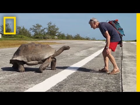 Youtube: Explorer Interrupts Mating Tortoises, Slowest Chase Ever Ensues | National Geographic