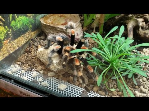 Youtube: Brachypelma hamorii beim Höhle ausbauen.