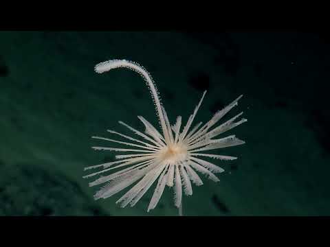 Youtube: Stunning Display of Biodiversity on Un-surveyed Seamount | Nautilus Live