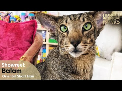 Youtube: Cat Training: Balam (Oriental Short Hair)