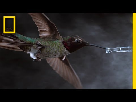 Youtube: See Hummingbirds Fly, Shake, Drink in Amazing Slow Motion | National Geographic
