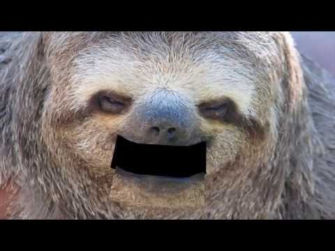 Youtube: HEAVY METAL SLOTH!