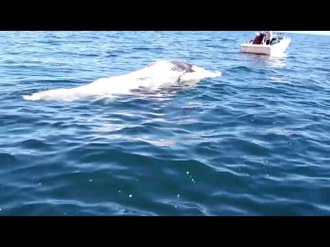 Youtube: Great White shark feeding on a whale. long version