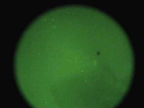 Youtube: night vision migratory birds?