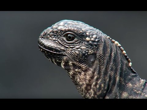 Youtube: Iguana vs Snakes | Planet Earth II