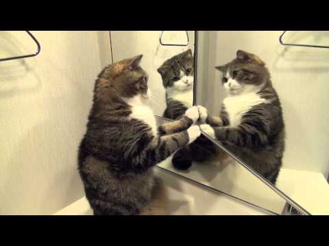 Youtube: ３匹のねこ？-Three Marus？-