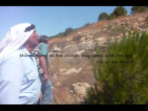 Youtube: Saffa Grape Vines Destroyed by Settlers June 22, 2009