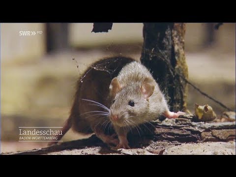 Youtube: Ratten - wo und wie sie leben | Gut zu wissen