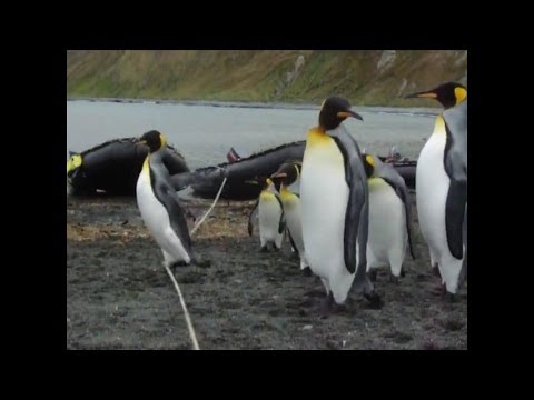 Youtube: Pinguine vs Seil / Penguins vs. Cable