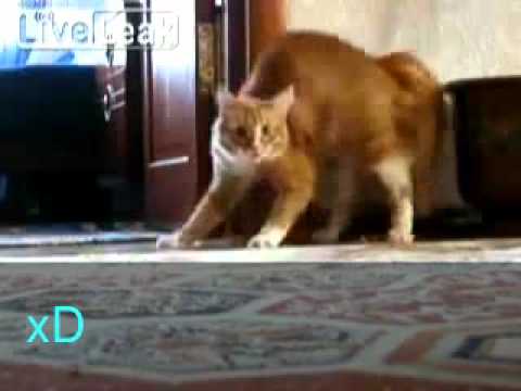 Youtube: Michael Jackson Cat  - Micheal Jackson Katze