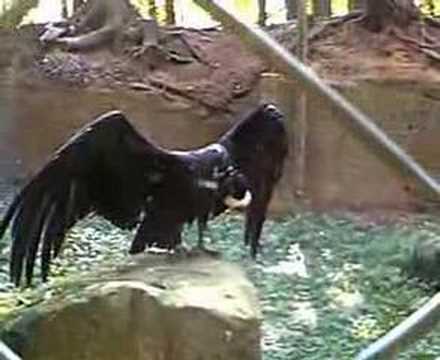 Youtube: Tiergarten Nürnberg Andenkondor 2007